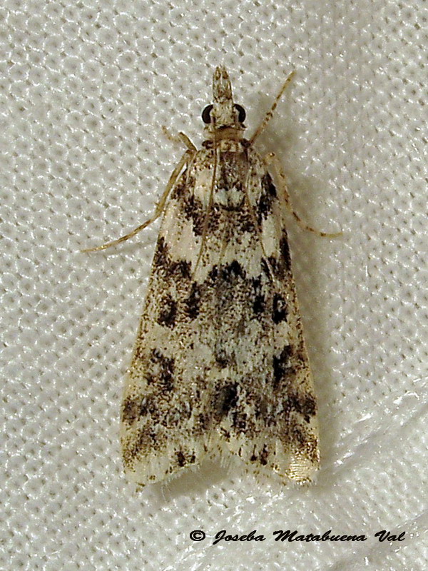 Eudonia sp. - Crambidae ? S: Eudonia lineola